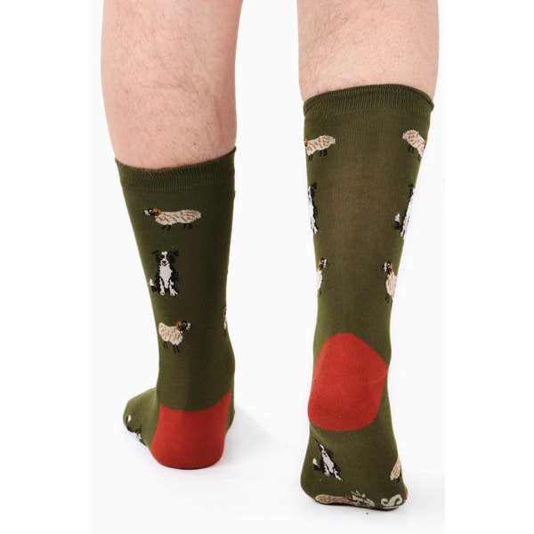 Sock Talk men's bamboo socks featuring Border Collie and sheepdog trial designs, with red heel patches on green background.