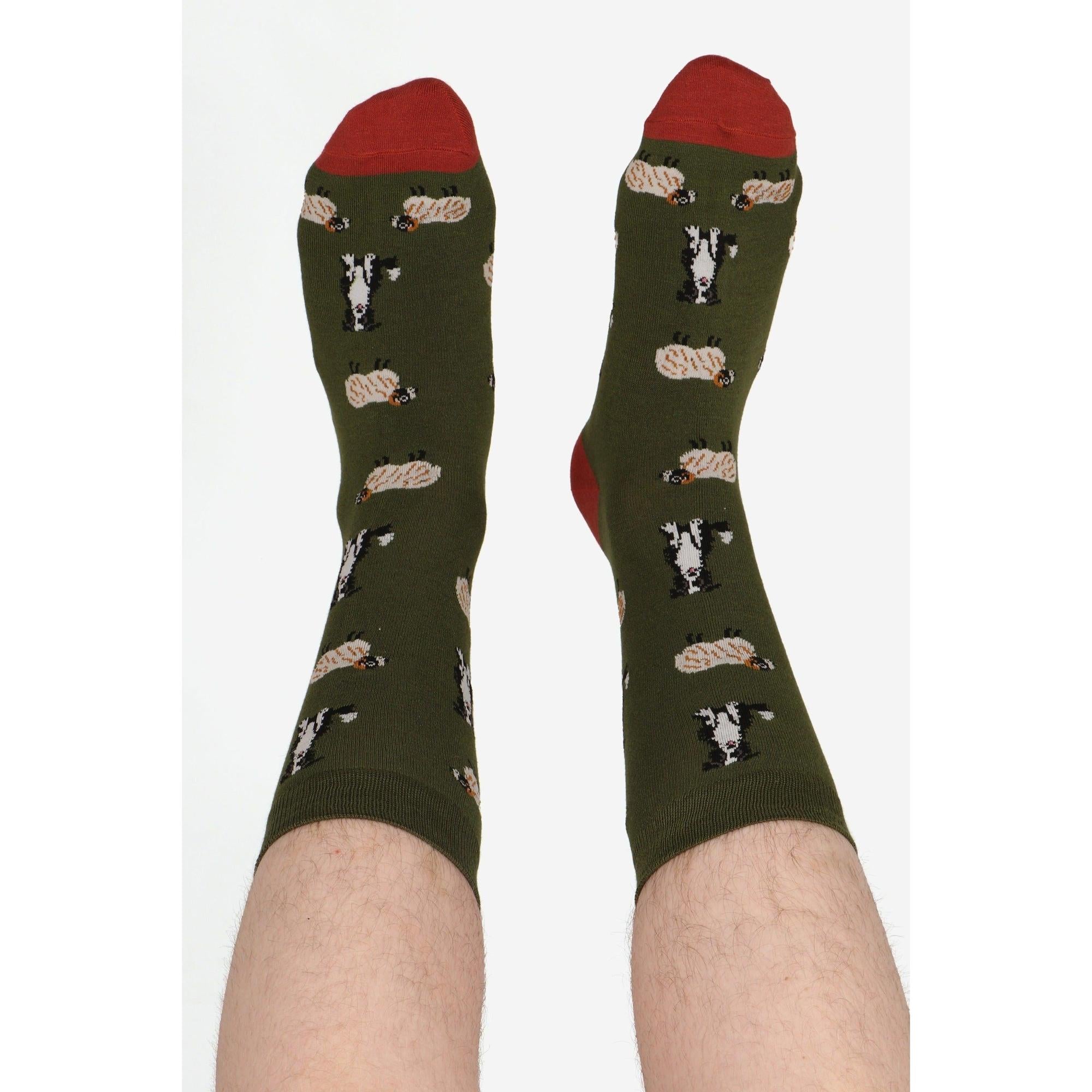 Sock Talk men's bamboo socks featuring Border Collie and sheepdog trial dog print, green background with red toes.